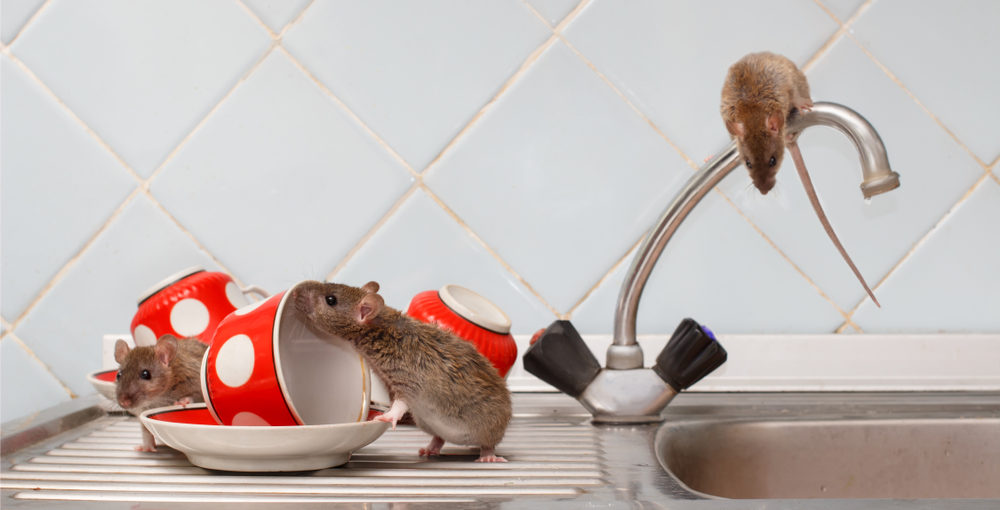 Máte v dome myši? Zbavte sa ich skôr, ako vám znečistia domácnosť!