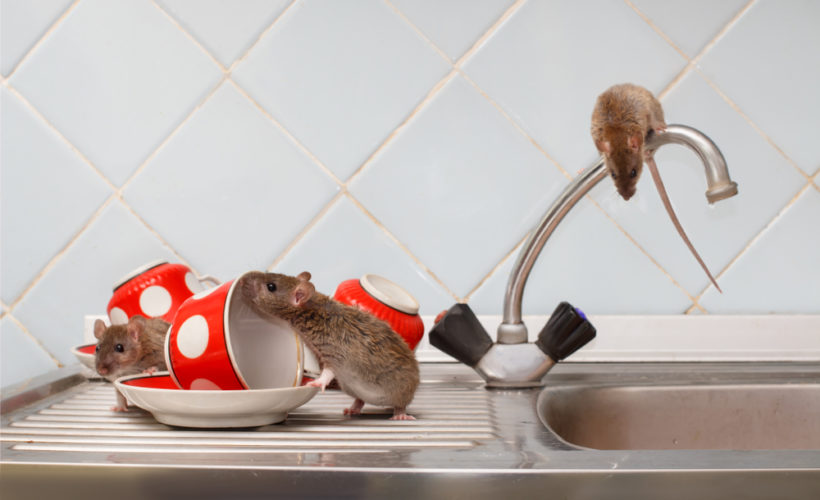 Máte v dome myši? Zbavte sa ich skôr, ako vám znečistia domácnosť!