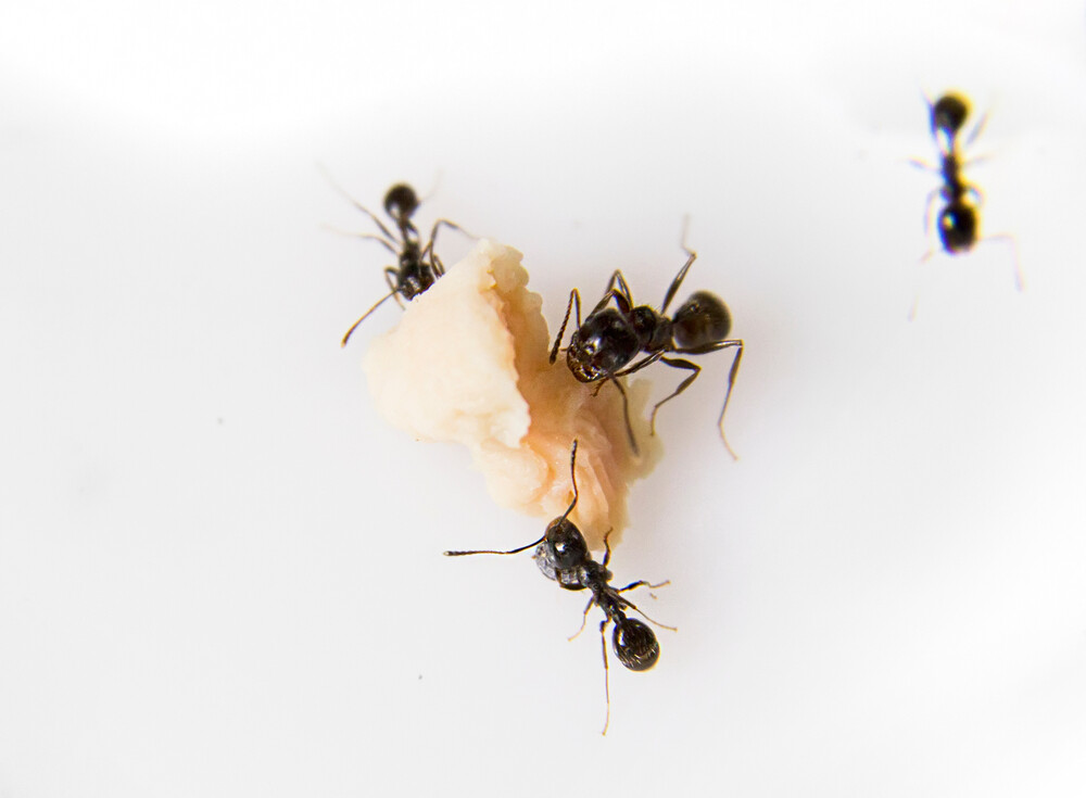 Boj s mravcami - už nikdy žiadne mravce v domácnosti