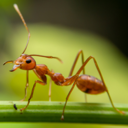 Proti mravcom